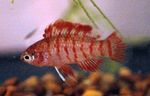 Aquarium Fish Badis badis Red Photo, description and care, growing and characteristics