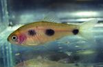 Photo Aquarium Fishes Barbus candens characteristics