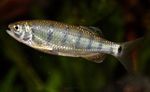Photo Aquarium Fishes Barilius dogarsinghi characteristics