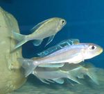 Flussfisch Foto Bathyphilus Blau Gelb Isanga 