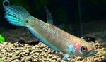 Akvarij Ribe Betta Unimaculata zelena Foto, opis i briga, uzgoj i karakteristike