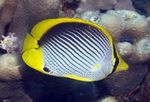 Čierna Cúval Butterflyfish