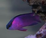 Aquarium Fish Black Cap Basslet, Gramma melacara Purple Photo, description and care, growing and characteristics