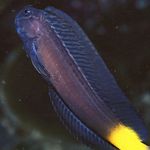 Aquarium Fishes Black Combtooth Blenny  Photo and characteristics