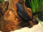 Black Ghost Knife Fish, Apteronotus albifrons Black Photo, description and care, growing and characteristics