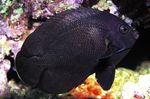  Black Nox Angelfish, Midnight Angelfish  Photo and characteristics