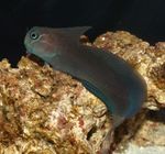 Aquarium Fishes Black Sailfin Blenny  Photo and characteristics