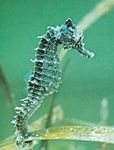 Aquarium Fishes Black Seahorse  Photo and characteristics