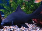 Photo Aquarium Fishes Black shark characteristics
