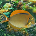 Aquarium Fishes Black Spot Tang  Photo and characteristics