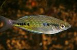  Black-spotted rainbowfish  Photo and characteristics