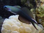 Zierfische Blackfin Dartfish, Scissortail Goby, Ptereleotris evides Blau Foto, Beschreibung und kümmern, wächst und Merkmale