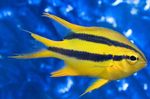Aquarium Fishes Blackmouth Bicolor Chromis  Photo and characteristics