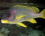 Aquarium Fishes Blackspotted rubberlip  Photo and characteristics