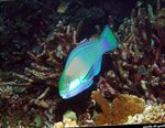  Bleekers parrotfish, Green parrotfish  Photo and characteristics