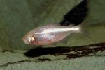 Sladkovodní Ryby fotografie Slepý Jeskyně Tetra 