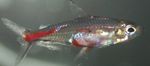 Акуариум Рибе Крв-Црвена Тетра  фотографија и карактеристике