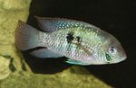 Aquarium Fishes Blue Acara  Photo and characteristics