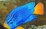 Foto Aquarium Fische Blaue Demoiselle Merkmale
