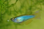 Photo Aquarium Fishes Blue-Green Procatopus characteristics