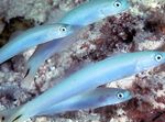 Zierfische Blau Gründling Dartfish, Ptereleotris heteroptera Hellblau Foto, Beschreibung und kümmern, wächst und Merkmale