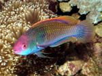 Aquarium Fishes Blue-scaled fairy-wrasse  Photo and characteristics