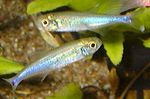 Photo Aquarium Fishes Blue tetra characteristics