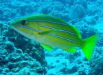 Photo Aquarium Fishes Bluestripe snapper characteristics