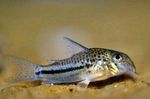 Aquarium Fishes Bond's сory  Photo and characteristics