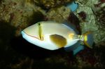 Photo  Bursa Triggerfish characteristics