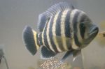 fotoğraf Akvaryum Balıkları Buttikoferi Çiklit özellikleri