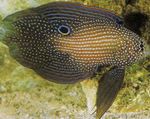 Aquarium Fishes Calloplesiops  Photo and characteristics