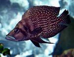 Freshwater Fish Photo Calvus Cichlid 