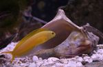 Aquarium Fishes Canary Blenny  Photo and characteristics