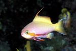 Aquarium Fishes Carberryi Anthias  Photo and characteristics