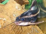 Catfish raphael chocolate, Acanthodoras cataphractus Striped Photo, description and care, growing and characteristics
