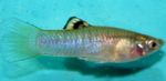 Akvarijné Ryby Cauca-Molly, Poecilia caucana striebro fotografie, popis a starostlivosť, pestovanie a vlastnosti