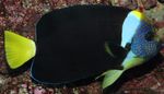 Akvarijske Ribice Chaetodontoplus pestra fotografija, opis in nega, rast in značilnosti
