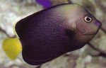 Akvarijske Ribice Chaetodontoplus črna fotografija, opis in nega, rast in značilnosti
