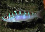 Aquarium Fishes Chalk Bass  Photo and characteristics
