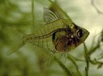 Photo Aquarium Fishes Chanda lala characteristics