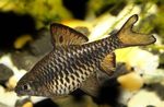 Photo Aquarium Fishes Checkered Barb characteristics