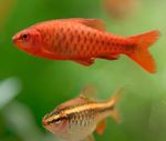 Photo Aquarium Fishes Cherry Barb characteristics