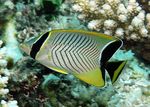 Marine Fish (Sea Water) Photo Chevron butterflyfish 