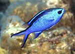 Aquariumvissen Chromis Blauw foto, beschrijving en zorg, groeiend en karakteristieken