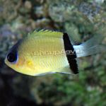 Aquariumvissen Chromis Geel foto, beschrijving en zorg, groeiend en karakteristieken