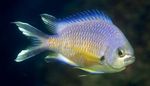 Akvarijske Ribice Chromis zlato fotografija, opis in nega, rast in značilnosti