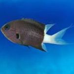Aquarium Fish Chromis Black Photo, description and care, growing and characteristics
