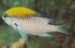 Aquariumvissen Chromis Bont foto, beschrijving en zorg, groeiend en karakteristieken