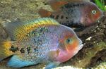 Photo Aquarium Fishes Cichlasoma synspilum characteristics